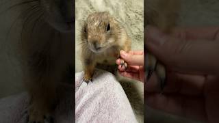 飼い主の膝に手を乗せる可愛いプレーリードッグ❤️Cute prairie dog resting his hand on his owner's lap🐿💕#cute #shorts #funny