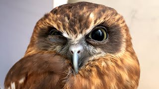 眠気には勝てないフクロウ　An owl that can't beat sleepiness