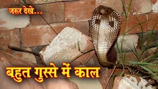 देखिए ईट में छुपा हुआ था, भारत का जहरीला सांप फिर क्या हुआ, आप ही देखिए। Snake rescue from jaunpur