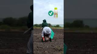 Which One is Best Insecticide. Coragen VS Ampilgo #insecticides #farming #abdullahawais #coragen