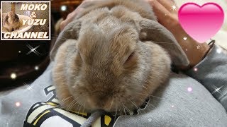 ナデナデを催促するうさぎ（モコ）A rabbit demanding NadeNade