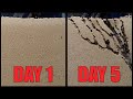 Sand ant farm V2.0 - ants digging tunnels time lapse 4k #greentimelapse #gtl #timelapse