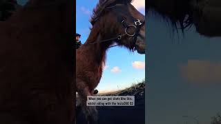 Icelandic horse on a black sand beach 🖤 AD