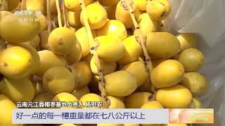 [三农长短说]缤纷果蔬季 云南元江 引进种植枣椰树 挂果率高|农业致富经 Agriculture And Farming