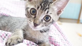 子猫を抱っこしてる疑似体験をお楽しみください【赤ちゃん猫】【保護猫　子猫】