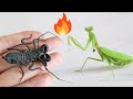 One armed warrior Mantis VS Whip scorpion, Can honor last?