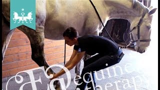Equine Stretching & Mobilization #8: Hamstring ROM
