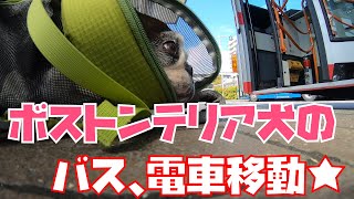 ボストンテリア（犬）の電車、バス移動