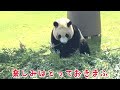 【楓浜】タケノコは大事にちょっとずつ食べる派ふうちゃん🐼♡