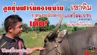 แม่สร้อยเพชร_สายเพชรอุดร_เด็ด!ชมสมาชิกและแนวคิดการเลี้ยงควายแบบปราณีต Ep.42