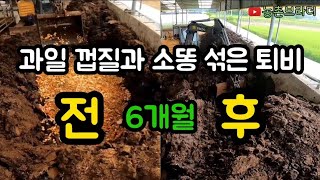 과일 껍질과 축사 퇴비칸 소똥을 섞고 6개월이 지났는데 소똥이 잘 썩었을까? 내년 퇴비 만들어 놓기 굴삭기 포크레인 농부