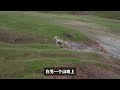 野狼兵分两路试图调虎离山，坎高犬无所畏惧驱赶5匹野狼，狼群察觉后慌忙逃离 坎高犬 牧羊犬 狼