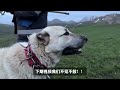 野狼兵分两路试图调虎离山，坎高犬无所畏惧驱赶5匹野狼，狼群察觉后慌忙逃离 坎高犬 牧羊犬 狼