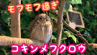 ぬいぐるみ大好きなコキンメフクロウのチップちゃん