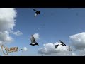 florida pigeon derby open loft july 28th 2022