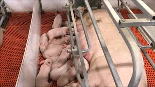 Newborn piglets in a Manitoba farrowing barn