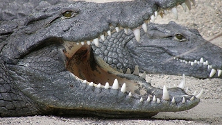 Realm of the Alligator (Nature Documentary)