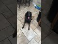 Incredible Breakdancing Dog!