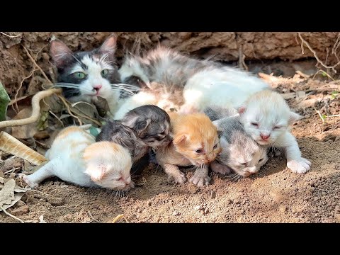 Rescue cat who lost trust in humans and now she's trying to hide her kittens