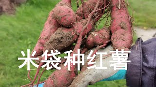 自得其乐 种菜 24. 米袋种红薯