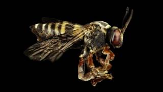 Native Bee Diversity in North America