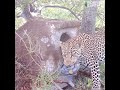 A sneaky leopard steals a baby bird from its nest! The camera trap was set