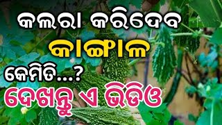 କଲରା କରିଦେବ କାଙ୍ଗାଳ Bitter guard May be Make you Poor Odia Bastu Alochana