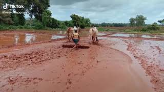 #hallikarbull #jallikattubull #ox Hallikar bullocks working in paddy field to level the field