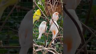 Beautifully coloured Canary Birds in outdoor Bird Aviary #birds #bird