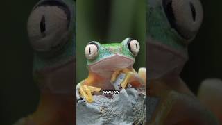 Frogs Eyes When Eating! #shorts #youtubeshorts #viralshorts #facts #amazingfacts