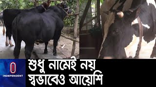 ক্রেতাদের দৃষ্টি কেড়েছে বিমান, বস, বাদশা ও রাজা; দাম হাঁকা হচ্ছে ৮ থেকে ২০ লাখ টাকা  || Big Cow