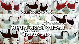 শিহাব ভাইয়ের মনের মতো লাহরী কবুতর বিক্রি হবে  কম দামে | লাহরী সিরাজি কবুতরের দাম জানুন | 26-11-2024