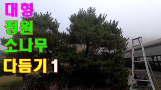 대형 정원소나무 다듬기1 - 대형소나무~ 차분히 하면 못할것도 없습니다! 작은 분재 기술과 원리는 같으니까요!! #정원소나무 #분재기술 #소나무다듬기 #소나무전지전정 #소나무취미