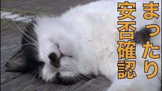 真夏の野良猫の安否確認ルーチン