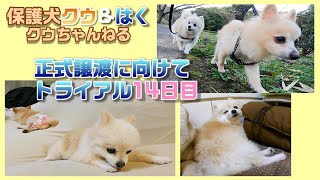 【保護犬】先住犬クウが復活😁だけど、オスネモード...😅その訳は？譲渡に向けてトライアル14日目!!　【pomeranian rescued dog】