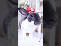 ミニレッキスちゃんが有名なあの人に変身！ bunny うさぎちゃん かわいいうさぎ うさぎ専門店