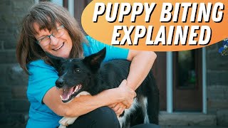 WHY Do Puppies Bite?
