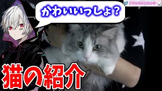 あまりにも可愛い｜まふくん家の猫\