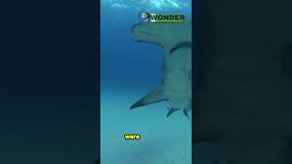 Witness the epic showdown: Hammerhead vs Bull Shark!