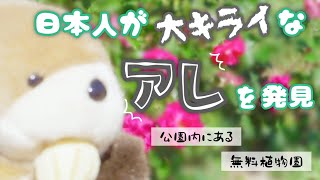 【リヨン最大級】テットドール公園③【美しい庭園】