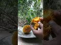 😋 yummy /Wild jackfruit/Ayani chakka /Small jackfruit / #shorts #viral /