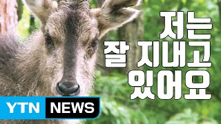 [자막뉴스] 무인카메라에 포착된 '산양' / YTN