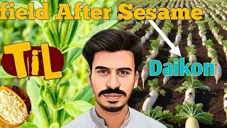 Which crops can be grown after sesame | تل کے بعد کونسی فصل کاشت کرے؟