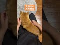 全てを愛せ🐶😡 shorts 柴犬 豆柴 わんたろう かわいい 犬 caskson fypシ おもしろ 潔癖症