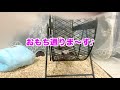 【ハリネズミのベビー】チワワ親子と初めましてのハリネズミの赤ちゃんが可愛すぎた！！！