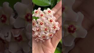 #hoya #flowers #beautyful #plants #houseplants #hoyaplant #ดอกโฮย่า #ดอกไม้สวยๆ #คนรักต้นไม้ #สวยมาก