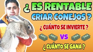 ¿ ES RENTABLE CRIAR CONEJOS? 🤑  CIFRAS REALES 💸🐰