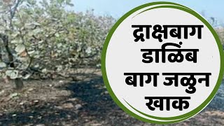 Grape Pomegranate द्राक्षबाग व डाळिंब बाग जळुन खाक, सव्वाआठ लाखांचे नुकसानMax Kisan