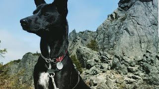 Taiwan Mountain Dog