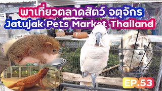 EP.53 เดินตลาดสัตว์เลี้ยงจตุจักร อัพเดทราคา 🐶😸🦜🐸 : Jatujak pest market